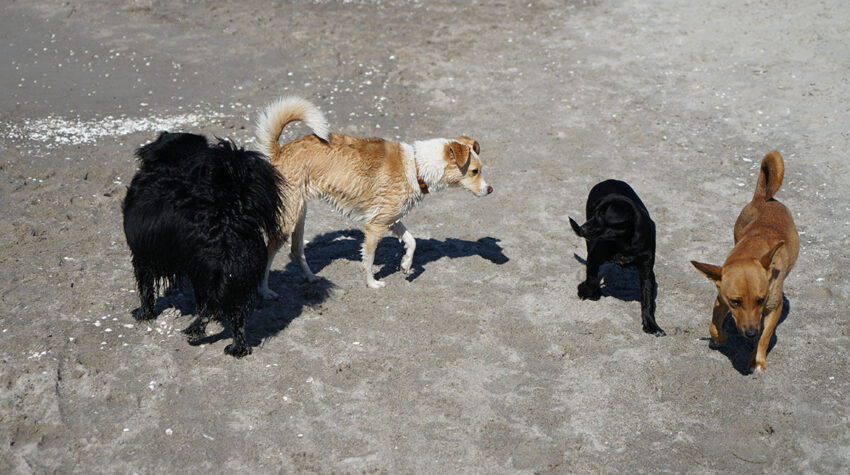Im Ostseeurlaub findet euer Hund bestimmt auch den einen oder anderen tierischen Spielgefährten. © looping-magazin.de, Britta