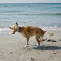 Mischlingshündin Nnra schüttelt sich am Strand von Ahrenshoop. © looping-magazin.de, Britta