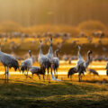 Zwischen September und November finden sich jedes Jahr Scharen von Kranichen auf Fischland-Darß-Zingst ein. © Shutterstock, Stefan Holm