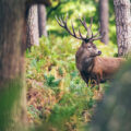 Im Darßwald kannst du im Herbst die Hirsche röhren hören. © Shutterstock, Ysbrand Cosijn