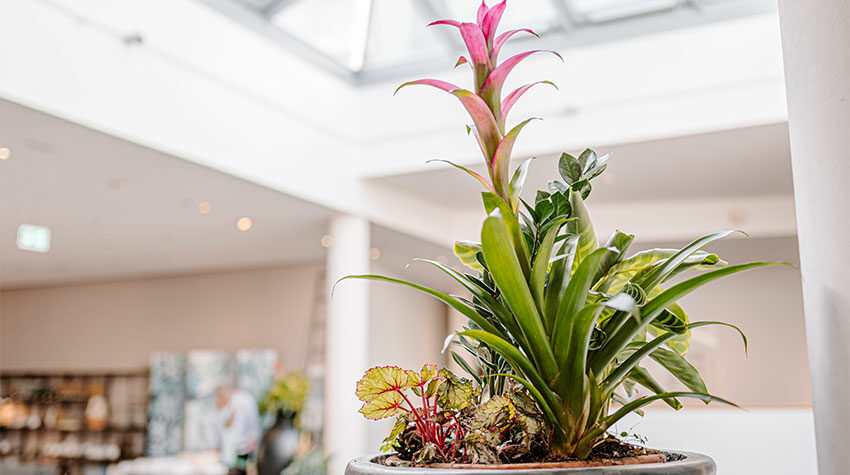 Wir finden: Es muss nicht immer ein Blumenstrauß sein. © Max Framke