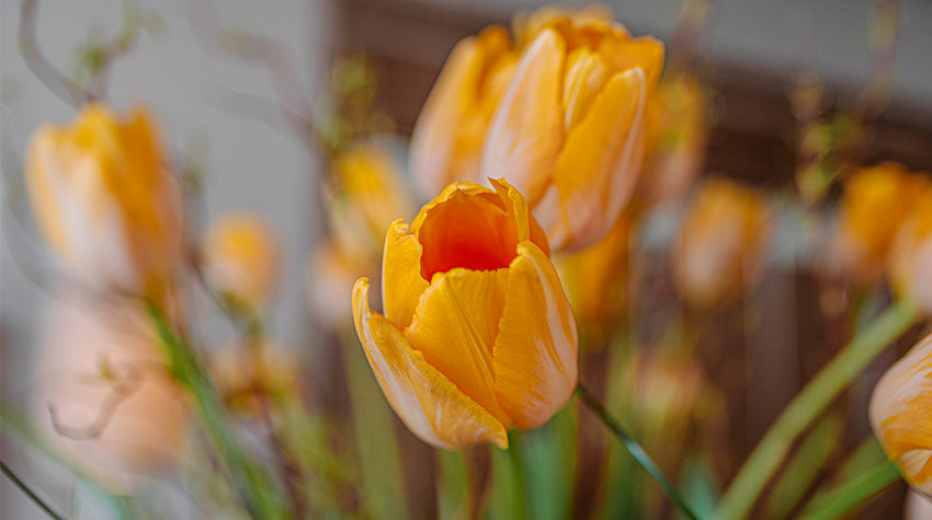 Es gibt sie in allen erdenklichen Farben, doch welche Bedeutung haben Tulpen?