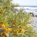 Als heimische Pflanze wächst Sanddorn wild an den Küsten der Nord- und Ostsee. Lernt die Zitrone des Nordens kennen und lasst euch die regionalen Produkte aus Sanddorn schmecken. © Shutterstock, photolike