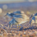 Selbst seltene Vögel sind auf dem Darß zuhause. © Shutterstock, Basel001