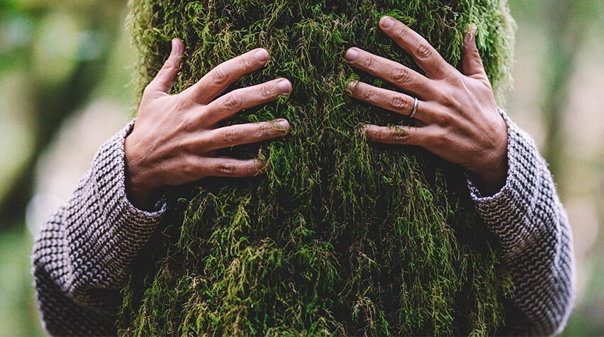 Nachhaltigkeit und der Schutz des Waldes wird vor allem durch den Klimawandel immer wichtiger. © Shutterstock, simona pilolla 2