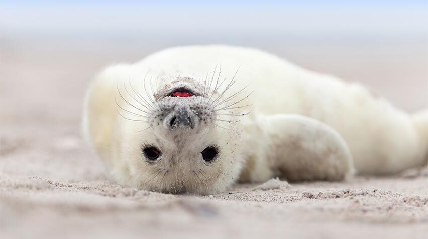 Für die Robbe ist der Strand ein Erholungsort. © Shutterstock, Jenny Sturm