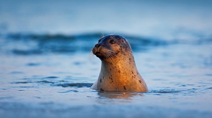 Es werden immer mehr Robben auf dem Darß beobachtet. © Shutterstock, Ondrej Prosicky