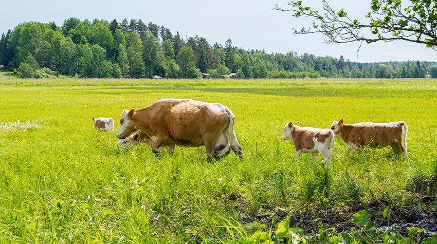 Das Sashi-Rind ernährt sich ausschließlich von Gras. © Shutterstock, Hivaka