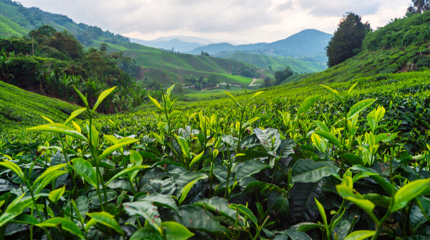 Jährlich werden mehrere Tonnen Tee geerntet. Eine gewaltige Menge! © Shutterstock, muhamad mizan bin ngateni