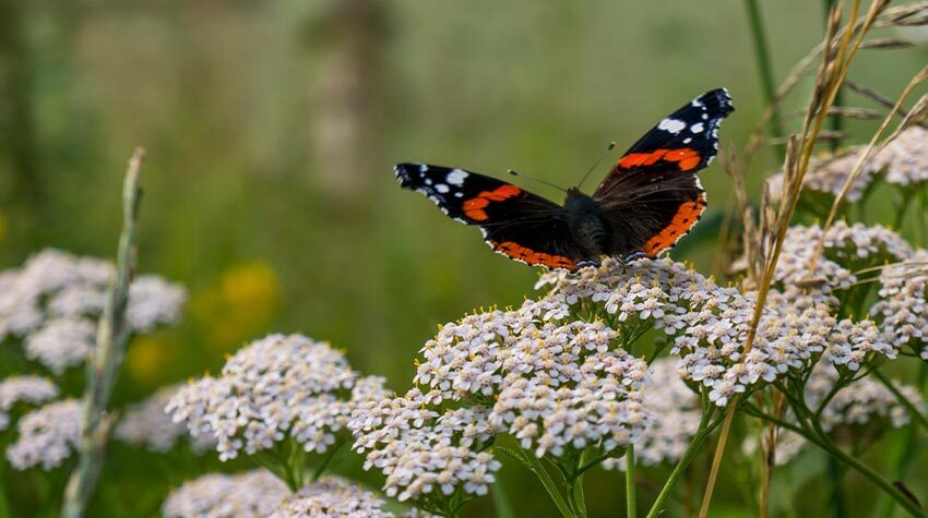 Bienen, Schmetterlinge und Co. freuen sich über Wildkräuter. © Shutterstock, Natalia Dereviagina