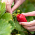 Wusstet ihr, dass die Erdbeere voller Vitamine steckt und unglaublich gesund ist? © Shutterstock, Michelle Sha