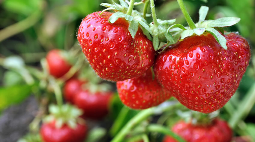 Erdbeeren sind bei uns in Deutschland nicht nur wegen ihrer Süße besonders beliebt. © Shutterstock, yuris
