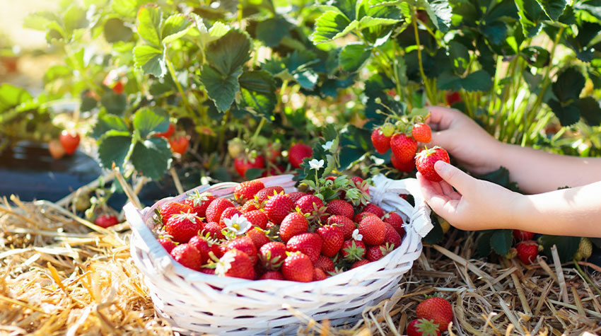Beim Erdbeerpflücken gibt es einige Dinge auf die ihr achtet könnt. © Shutterstock, FamVeld