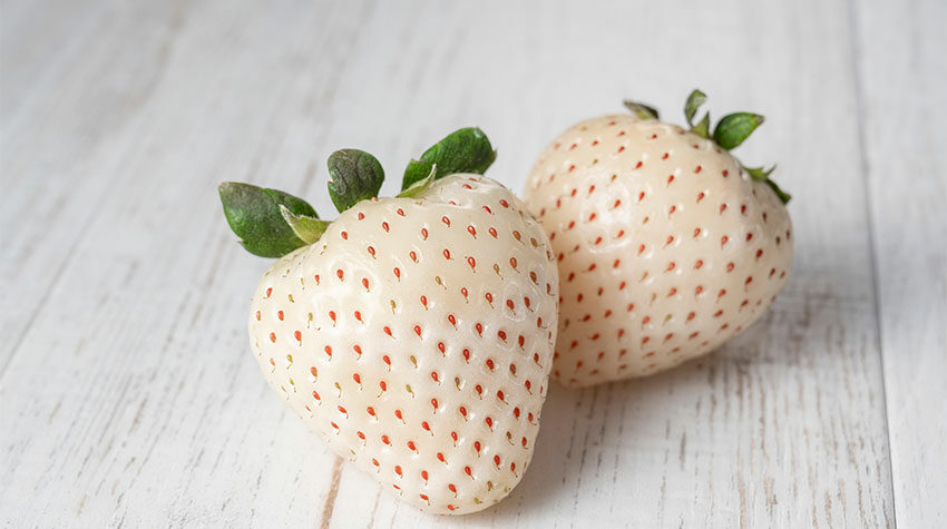 Es gibt zahlreiche verschiedene Erdbeersorten, sogar einige die komplett weiß bleiben.  © Shutterstock, Chiristsumo