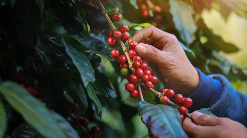 Der größte Kaffeeproduzent ist Brasilien. © Adobe Stock, noizstocker