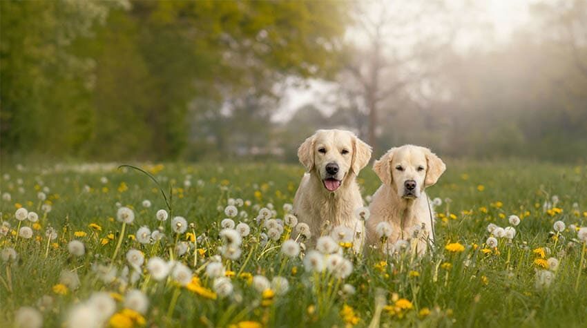 Zwei Hunde, die durch Löwenzahn und Pusteblumen tollen