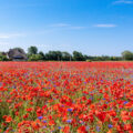 Weite Blumenwiese mit leuchtend rotem Mohn und blauen Kornblumen vor Ahrenshoop mit Reetdachhäusern unter blauem Himmel.