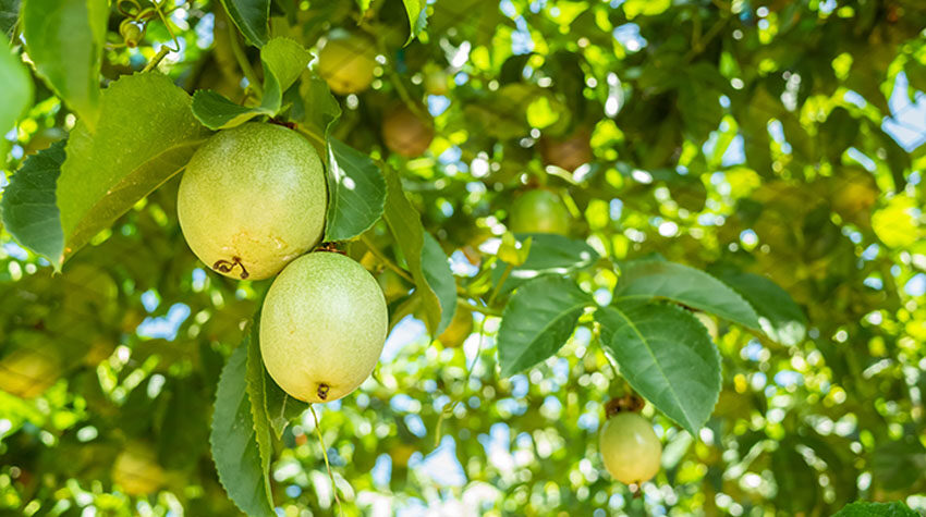 Reifende Maracujas an einer Pflanze mit leuchtend grünen Blättern in der Sonne.