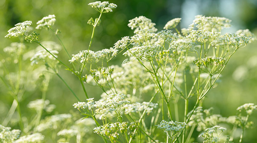 Blühende Anispflanze mit weißen Doldenblüten auf einer sonnigen Wiese.