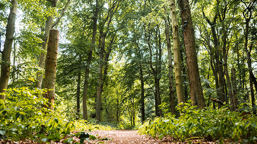 Waldweg im Ahrenshooper Holz mit hohen Bäumen und frischem Grün im Frühling.
